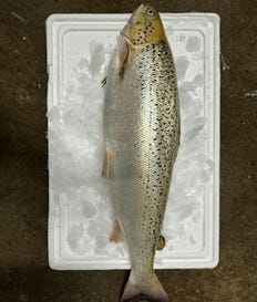 Salmon raised at Ma'agan Michael. Two facilities will soon be built, enabling the production of thousands of tons a year. Credit: Nimrod Gliksman Salmon raised at Ma'agan Michael. Two facilities will soon be built, enabling the production of thousands of tons a year.