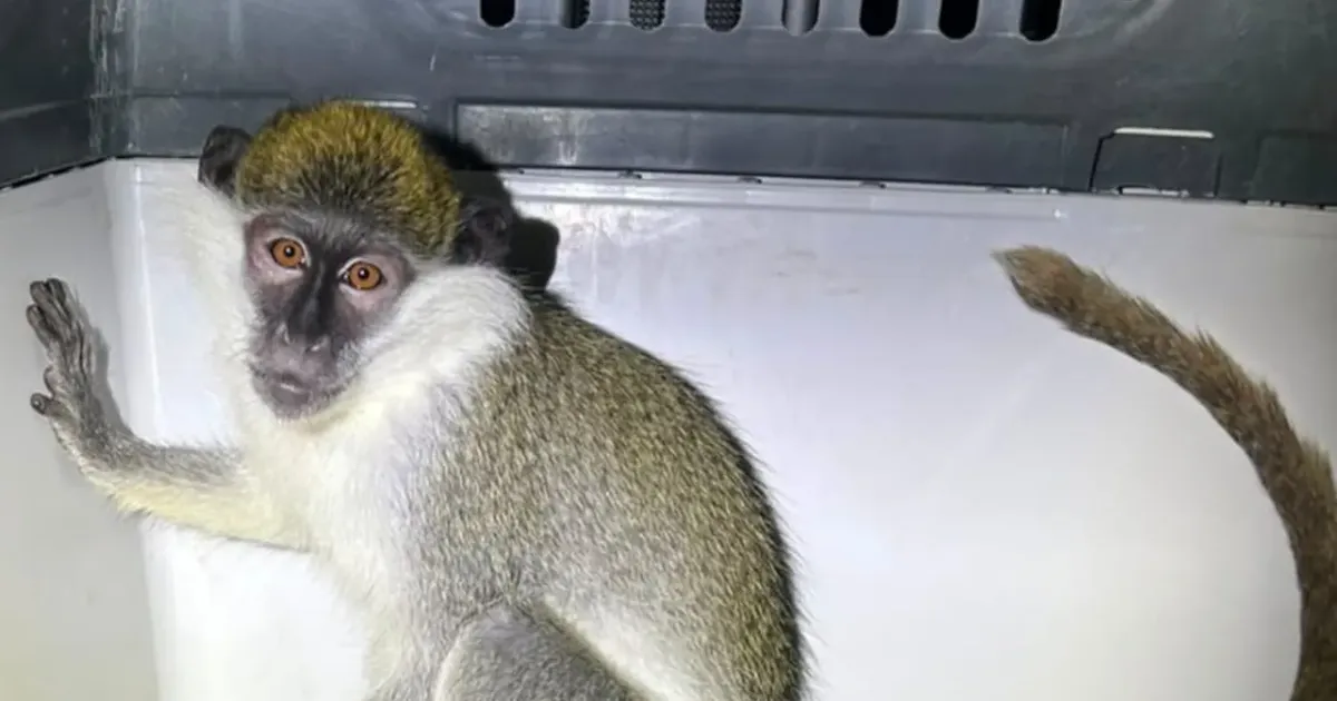 Israeli Police confiscate green monkey from Palestinian-controlled West Bank