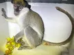 Israeli Police rescue green monkey from house inside Palestinian-controlled...