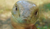 A glass lizard, which is legless and looks like a snake.