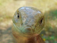 A glass lizard, which is legless and looks like a snake.