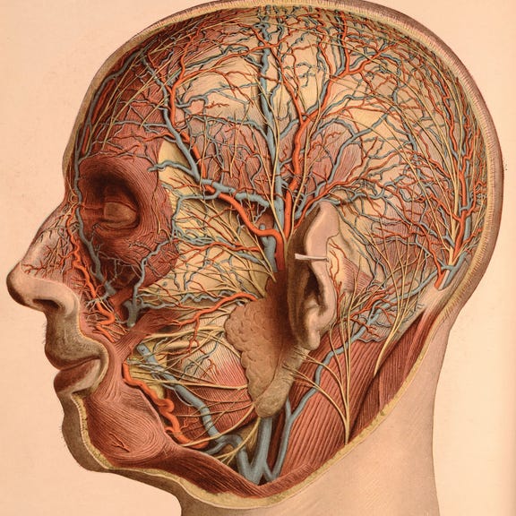 Blood vessels and nerves in the head. The vagus nerve acts as a "brake pedal" through which the brain regulates the immune system. Credit: VintageMedStock/Getty Images מוח עצבים כלי דם