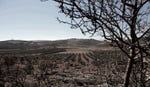 Credit: Daniel Bar-On Olive trees.