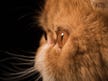 Israeli researchers find startling clue to black-eye disease in cats