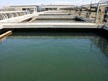 Israel’s algae crisis: Is ‘war dust’ from Gaza fueling the crisis?