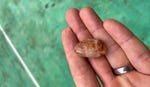 A betel nut.