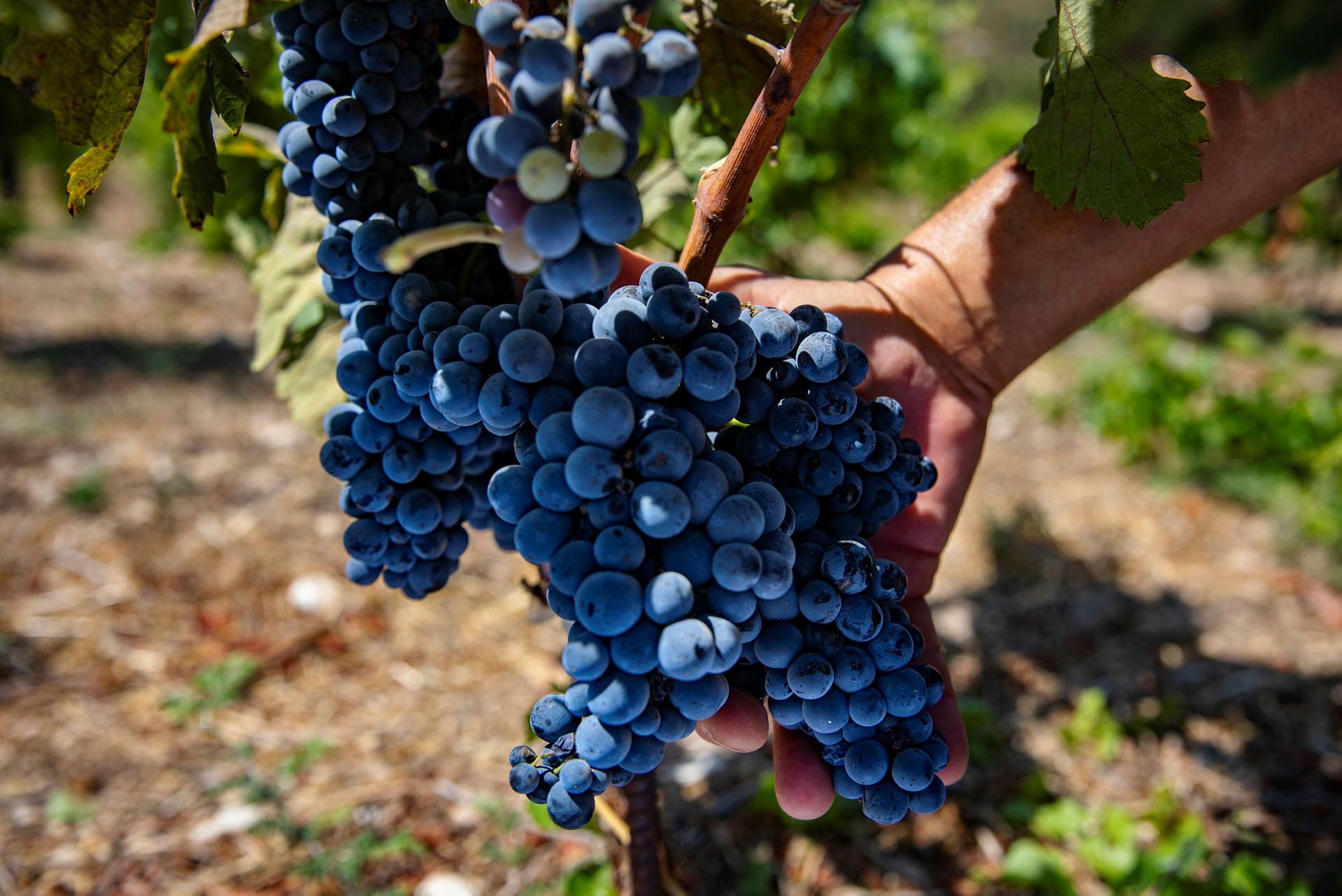 Israel finally has an official wine map. Why the West Bank’s inclusion isn’t necessarily bad