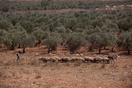 An Israeli settler from Emek Shiloh outpost trailing a flock in Turmus Ayya's olive groves on September 9. Credit: Itay Cohen An Israeli settler from Emek Shiloh outpost trailing a flock in Turmus Ayya's olive groves on September 9.