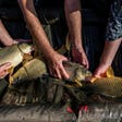 Carp in the Kinneret.