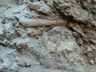 Jerusalem park work uncovers human remains, likely from Muslim cemetery