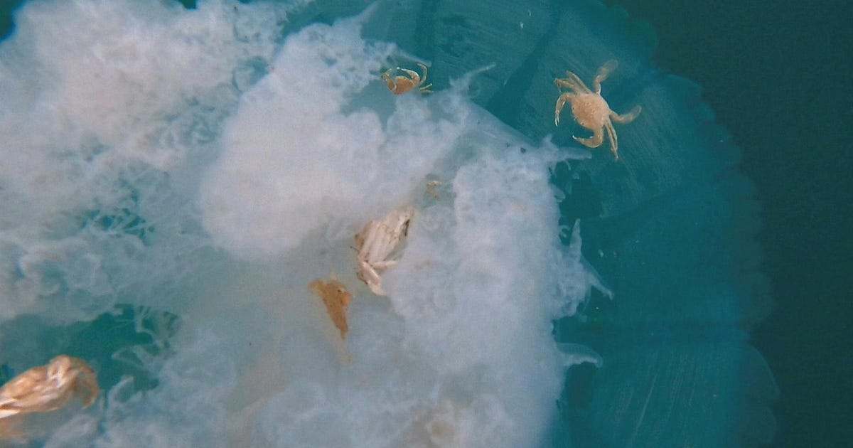 First-ever off Israel's coast: Crabs filmed seeking shelter under jellyfish