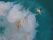 First-ever off Israel’s coast: Crabs filmed seeking shelter under jellyfish