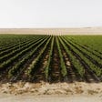 A Midbar Winery vineyard near Mitzpe Ramon. A distinctive terroir.
