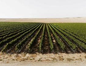 A Midbar Winery vineyard near Mitzpe Ramon. A distinctive terroir.
