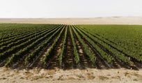 A Midbar Winery vineyard near Mitzpe Ramon. A distinctive terroir. Credit: Dor Kedmi A Midbar Winery vineyard near Mitzpe Ramon. A distinctive terroir.