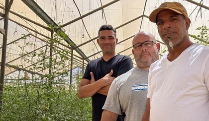 משמאל : ד"ר צילהב שם-עד, שי אשר וגיא דהרי בחממת עגבניות משק ארנולדס, עין הבשור | צילום: UVIVEA LTD