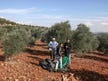 עונת המסיק נפתחה בדיווחים רבים על אלימות מתנחלים ובהגבלות גישה לכרמים