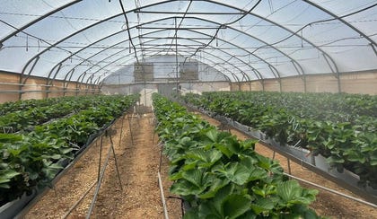 חממות תותים עם ערפול בלחץ גבוהה המבוקרת עי סימור כלים אגרונומיים | צילום: סימור כלים אגרונומיים