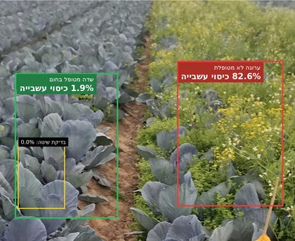 כרוב אדום מטופל מול לא מטופל | צילום: עתיד שדות. כרוב אדום מטופל מול לא מטופל | צילום: עתיד שדות