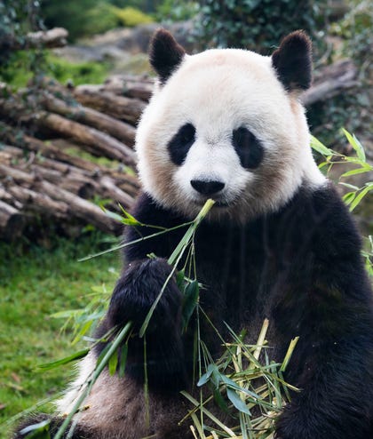 ZooParc de Beauval. צילום: ZooParc de Beauval ZooParc de Beauval