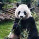 ZooParc de Beauval