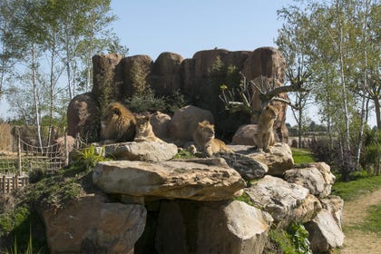 צילום: ZooParc de Beauval ZooParc de Beauval