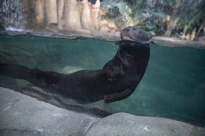 צילום: ZooParc de Beauval ZooParc de Beauval