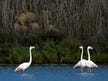 Landed as scheduled: Flamingos return to Israel’s northern coast