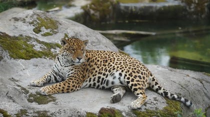 Omega Tropical Park