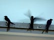 תחזית מזג האוויר: במרחשוון סנונית בוכה. זה מיגון או משמחה?