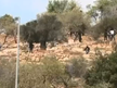 דיווחים: פלסטיני נפצע מירי מתנחלים בעיירה בית אומר שמצפון לחברון