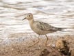 Lost Arctic sandpiper spotted in the Negev