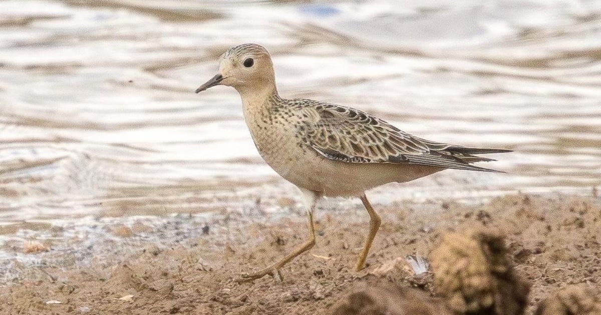 Lost Arctic sandpiper spotted in the Negev