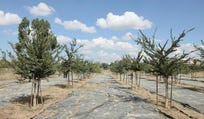 עצי אולמוס במכון וולקני בראשון לציון. חיישנים בודקים את קצב הצמיחה. צילום: אילן אסייג עצי אולמוס במכון וולקני בראשון לציון. חיישנים בודקים את קצב הצמיחה