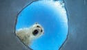 Icy window: A polar bear. Credit: Audun Rikardsen Icy window: A polar bear