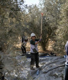 Jewish volunteers help Palestinian farmers harvest olives south of Bethlehem, in the West Bank, on Tuesday