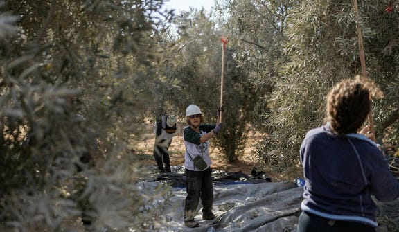 Jewish volunteers help Palestinian farmers harvest olives south of Bethlehem, in the West Bank, on Tuesday