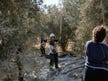 American Jews risk deportation from Israel to help Palestinians harvest olives in the West Bank