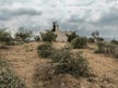 Those antisemitic olive trees! Israel's gaslighting military language whitewashes settler violence