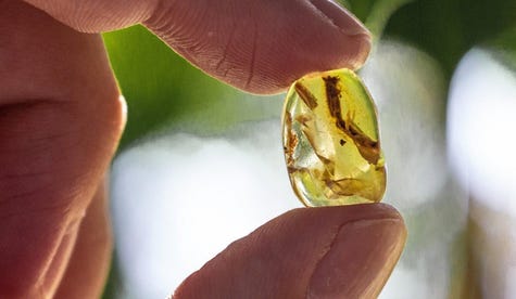 Not a twig in amber from 99 million years ago.