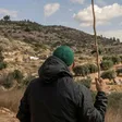 A Palestinian man during an olive harvest in the West Bank village of Deir Abu Mash'al, as Israeli soldiers and settlers can be seen in the background.